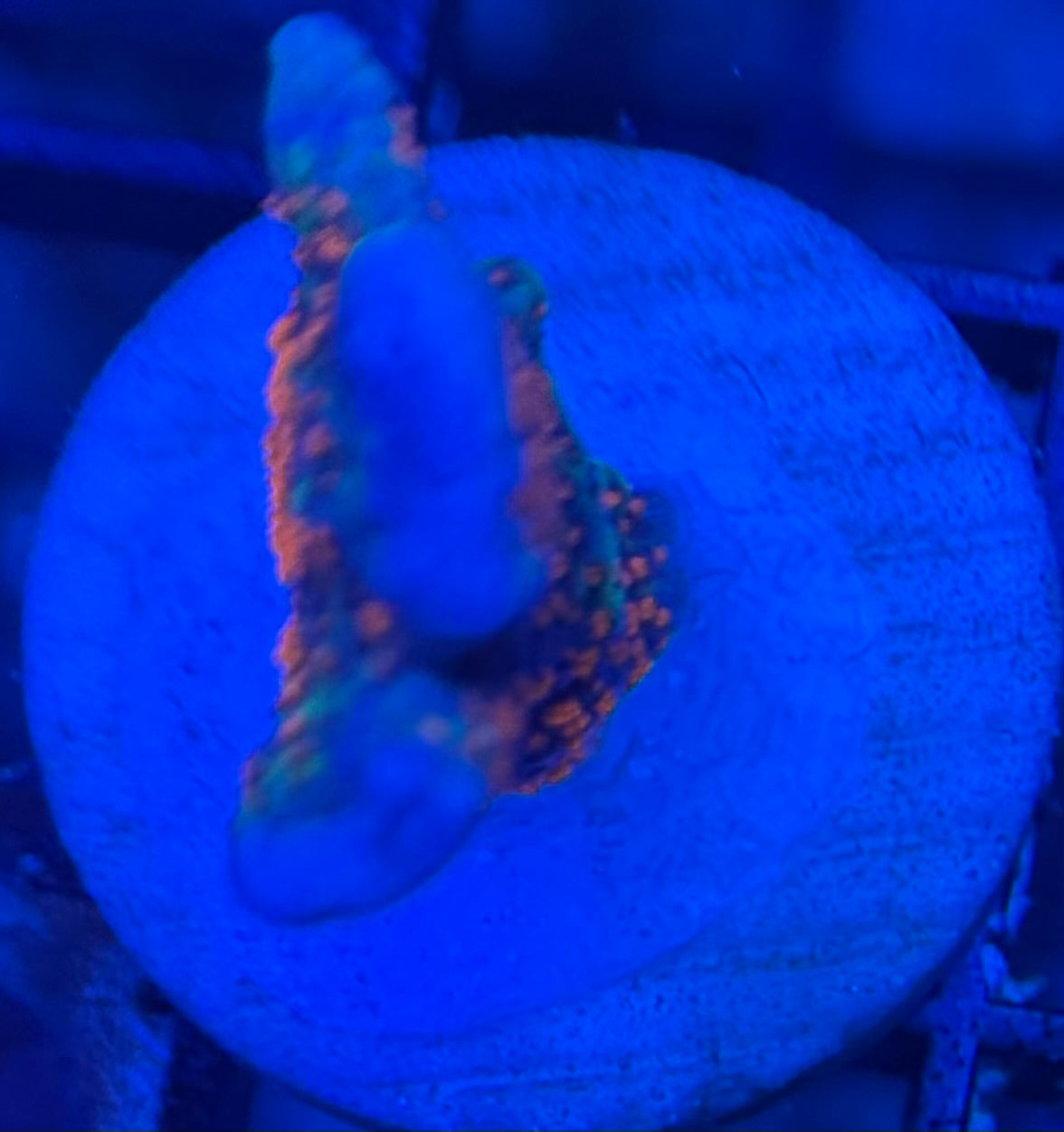 HD (ACI) Bubblegum Digi