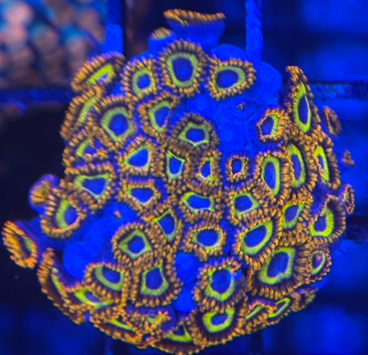 HD (ACI) Fruit Loops Zoas - 48+ Polyps