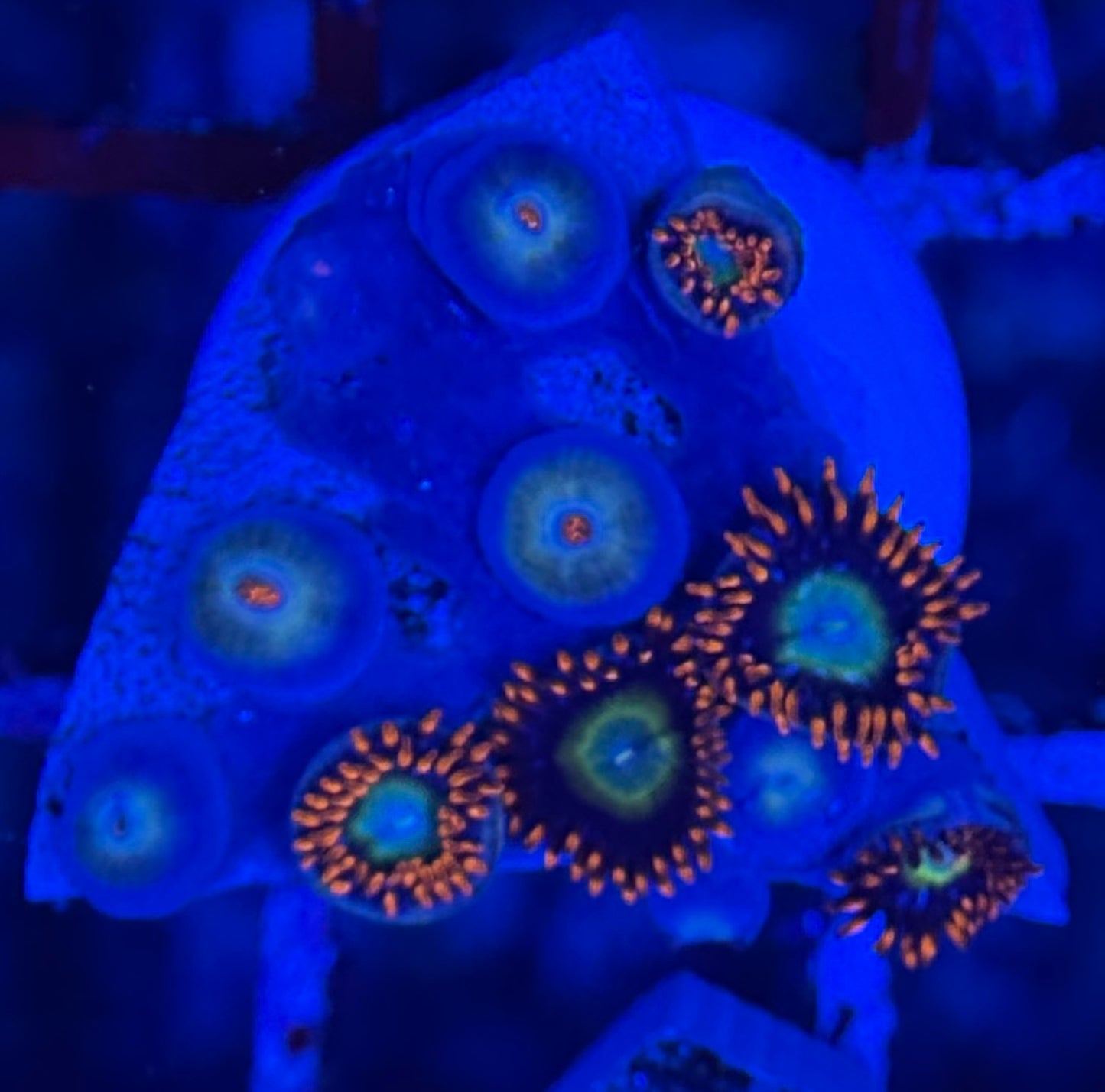 HD (TSA) Circus Freaks Zoas - 12+ Polyps! - WYSIWYG