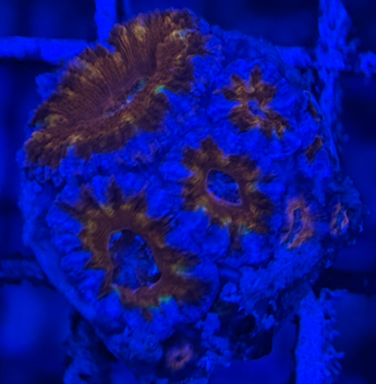 HD Usedtoberainbow Acan Lord - 6+ Polyps