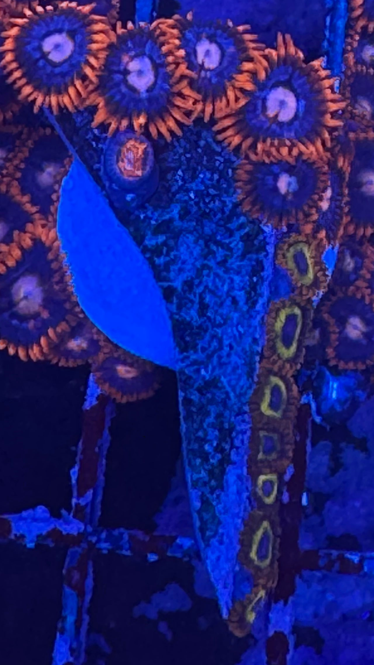 WYSIWYG - HD Fire and Ice / Rasta Zoas - 14+ Polyps