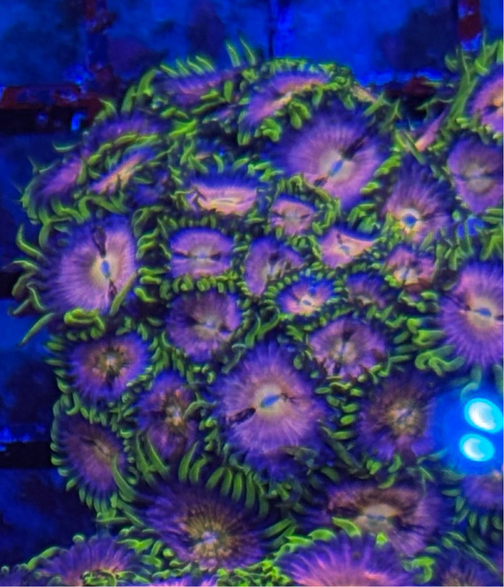WYSIWYG - HD (ACI) Nirvana Zoas - 20+ Polyps