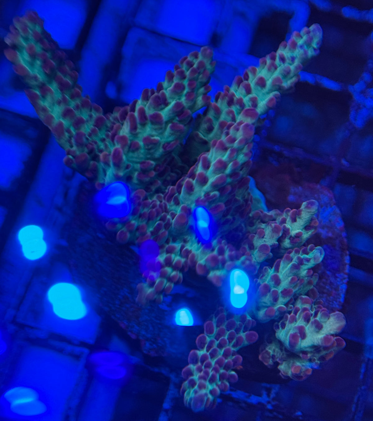 HD Oregon Tort Acro Mini Colony