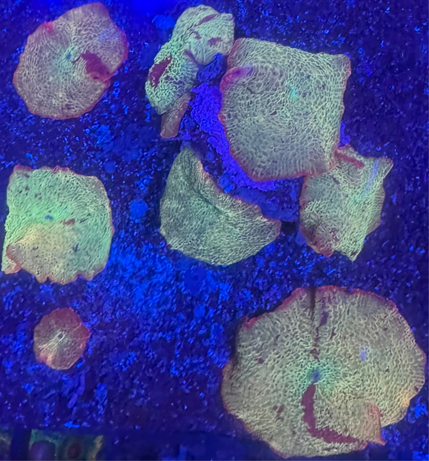 HD OG Eclectus Shrooms - Cut To Order Frag