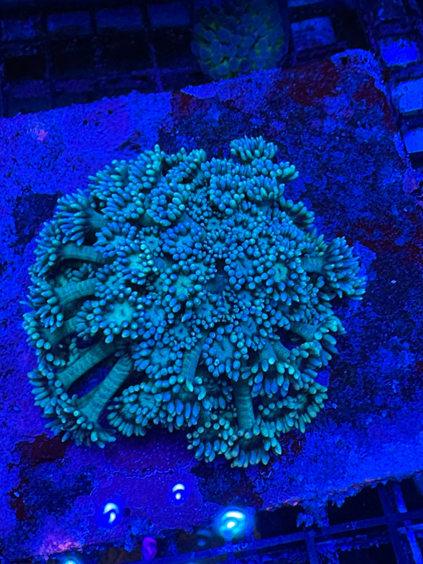 HD (TCK) Teal Goni - Cut To Order Frag!