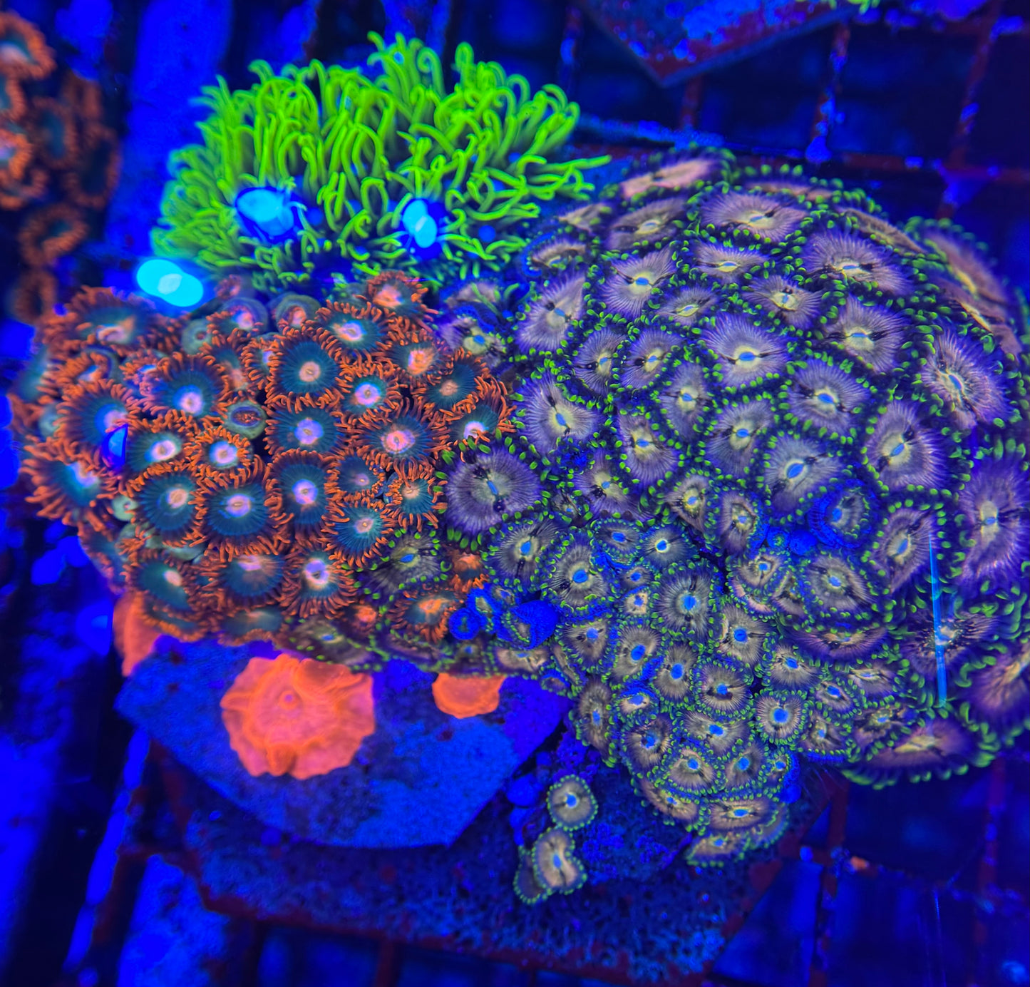 HD Aquacultured Mini Reef Tile - WYSIWYG