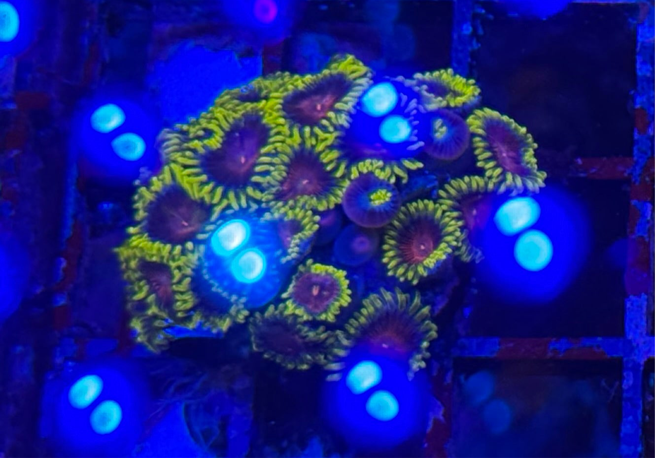 WYSIWYG - HD (CC) Spitfires Zoas - 20+ Polyp