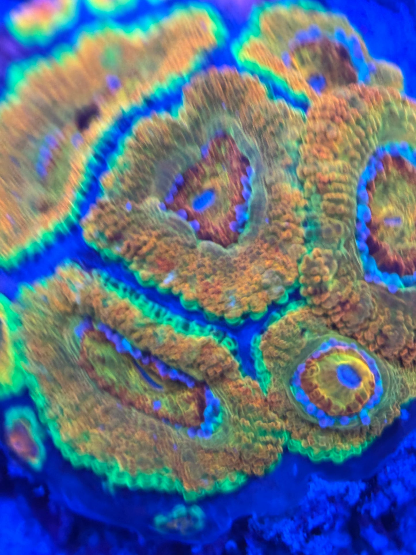 HD (BSA) Killshot Acan - Cut To Order Frag