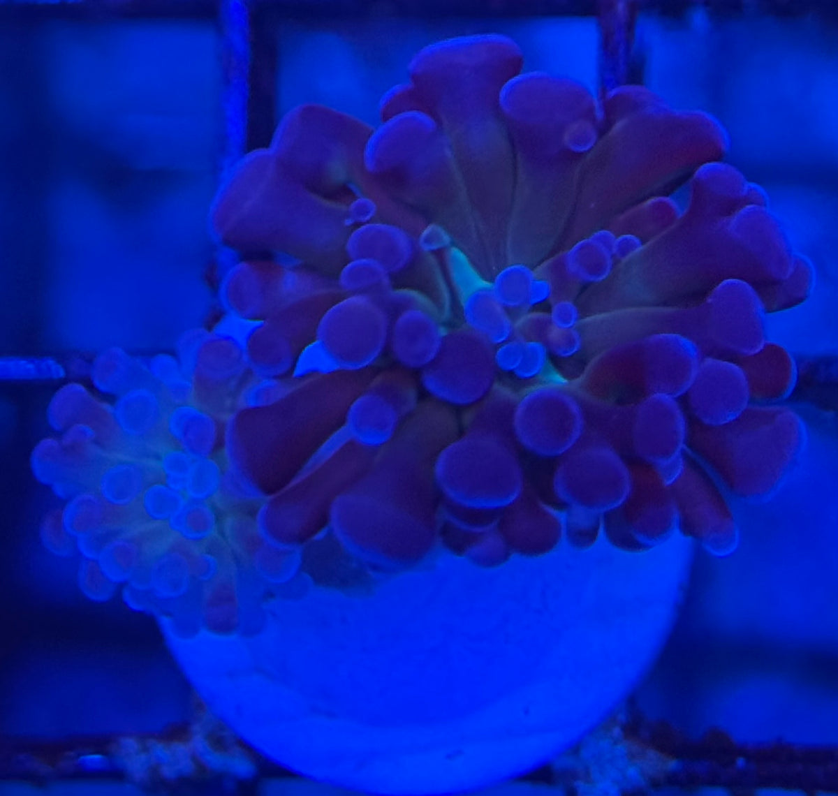 HD (ACI) Prince Of Darkness Hammer - 2 Heads