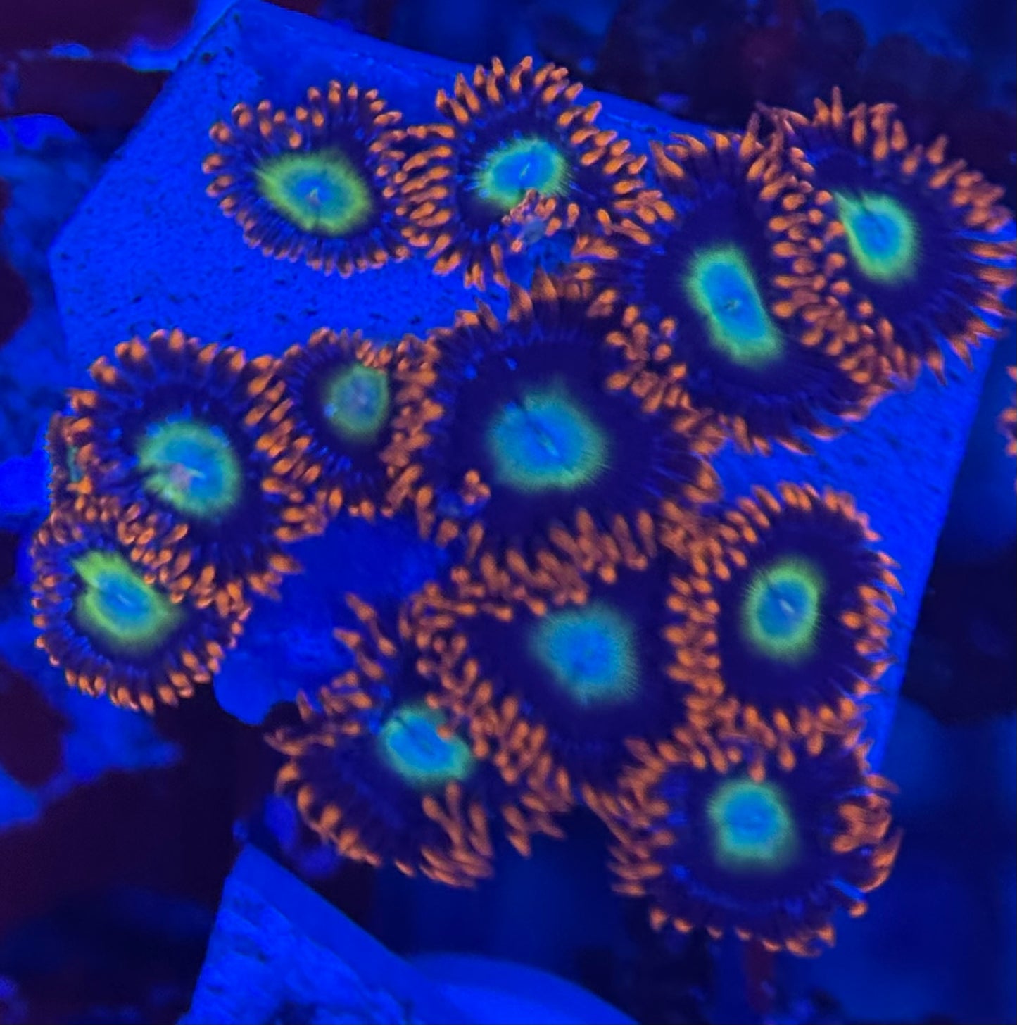 HD (TSA) Circus Freaks Zoas - 12+ Polyps! - WYSIWYG
