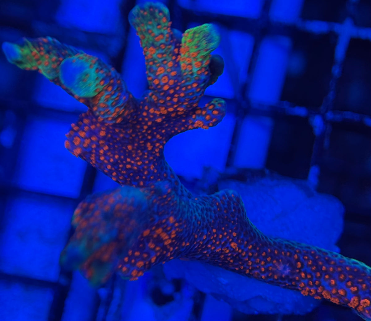 HD (ACI) Forest Fire Digi Mini Colony
