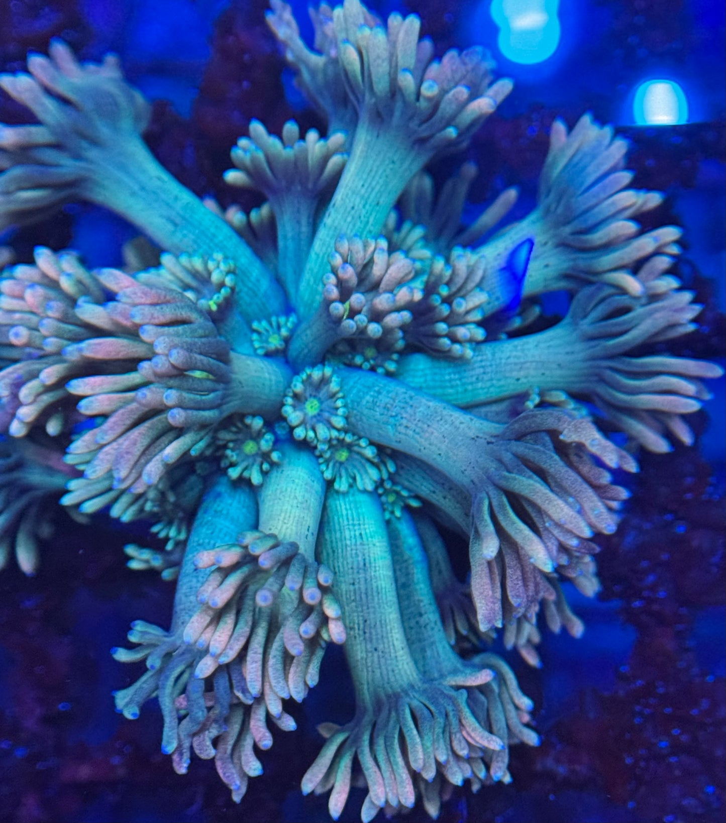 HD (TCK) Blazefire Goniopora - Frag - WYSIWYG