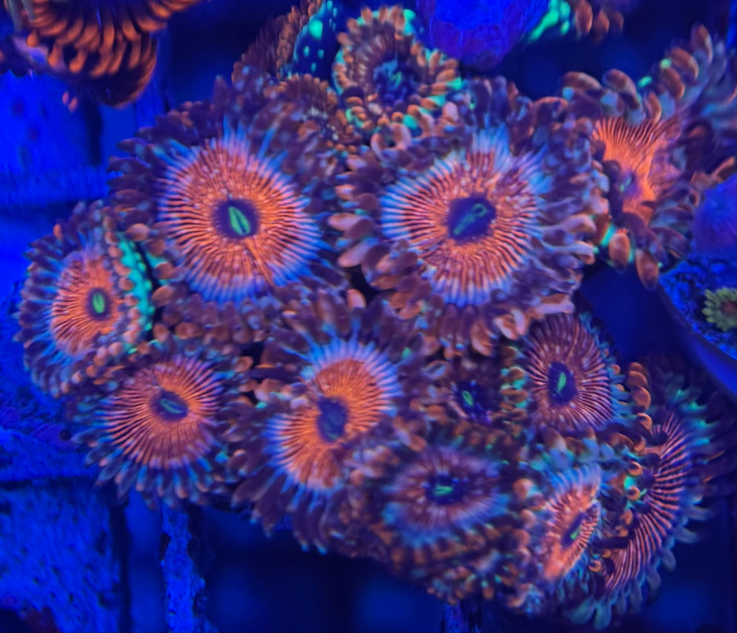 HD (ECC) OG Seduction Zoas - 13+ Polyps! -WYSIWYG