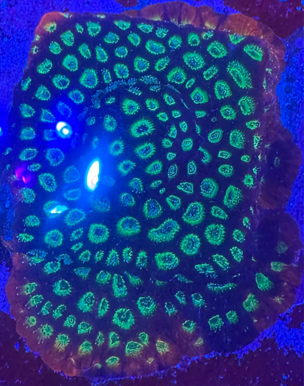 HD (ACI) Gummy Bears Favites - Cut To Order Frags