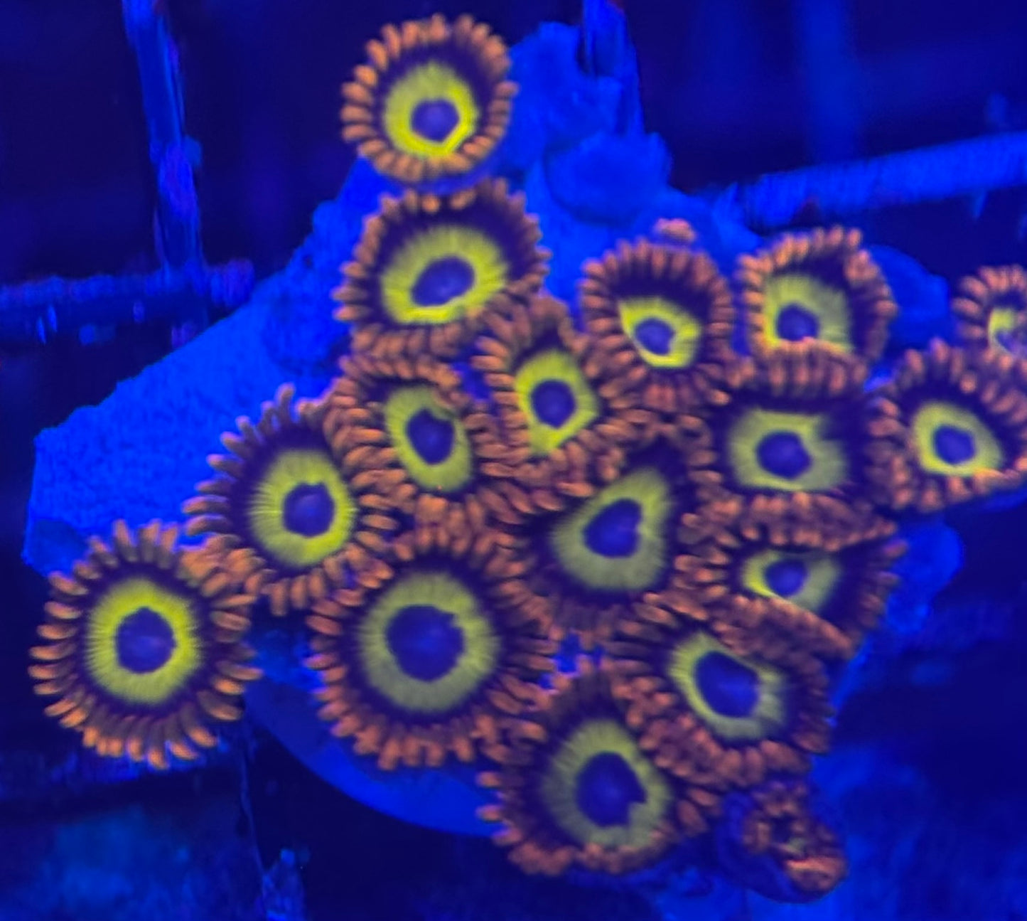 HD (ACI) Fruit Loops Zoas - 17+ Polyps! - WYSIWYG