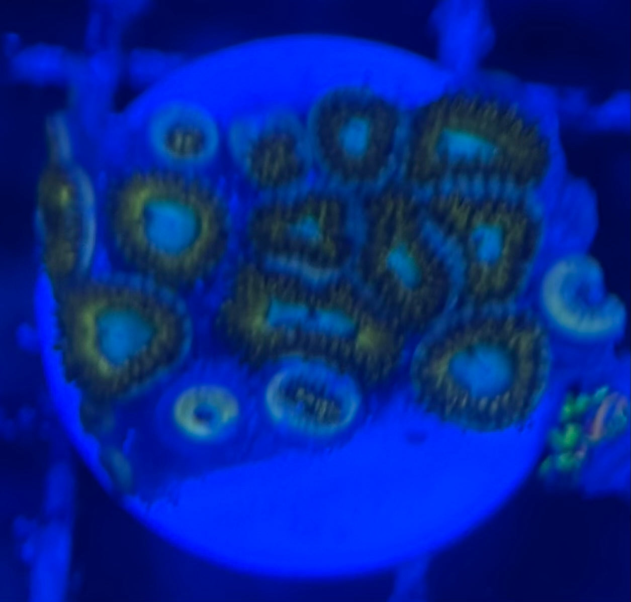 HD (ECC) Pikachu Zoas - 15+ Polyps! - WYSIWYG