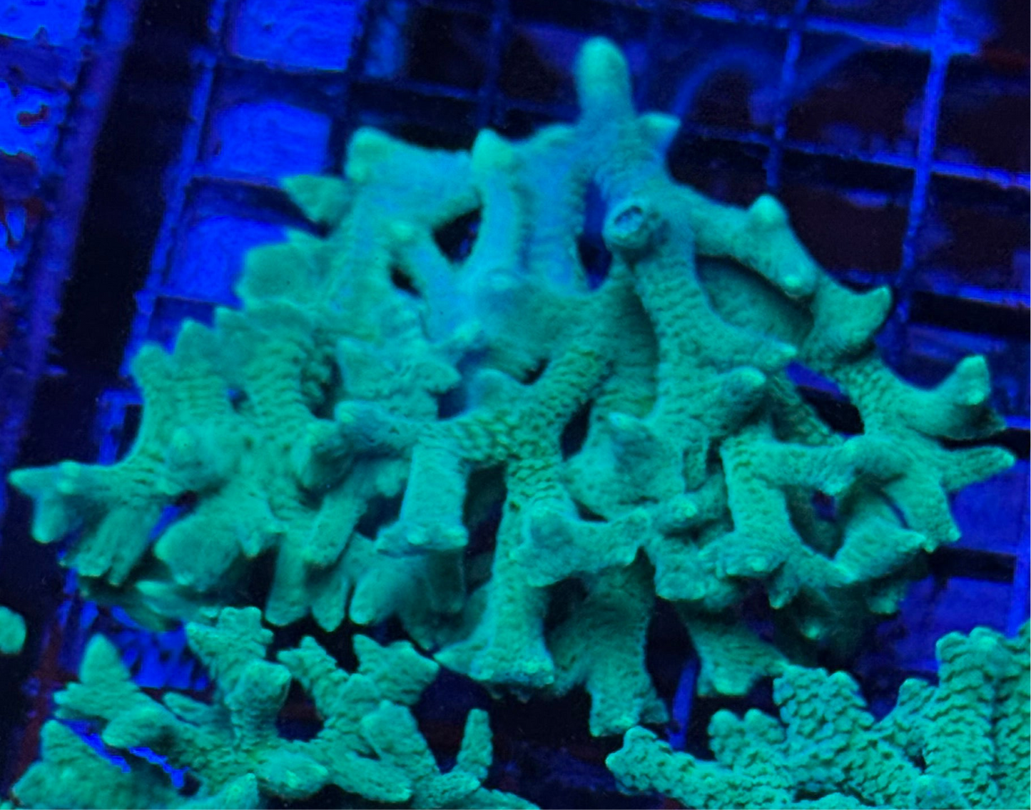 WYSIWYG - HD (ACI) Neon Green Birdsnest Chunk