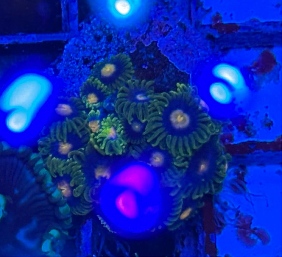 WYSIWYG - HD Unknown Zoa