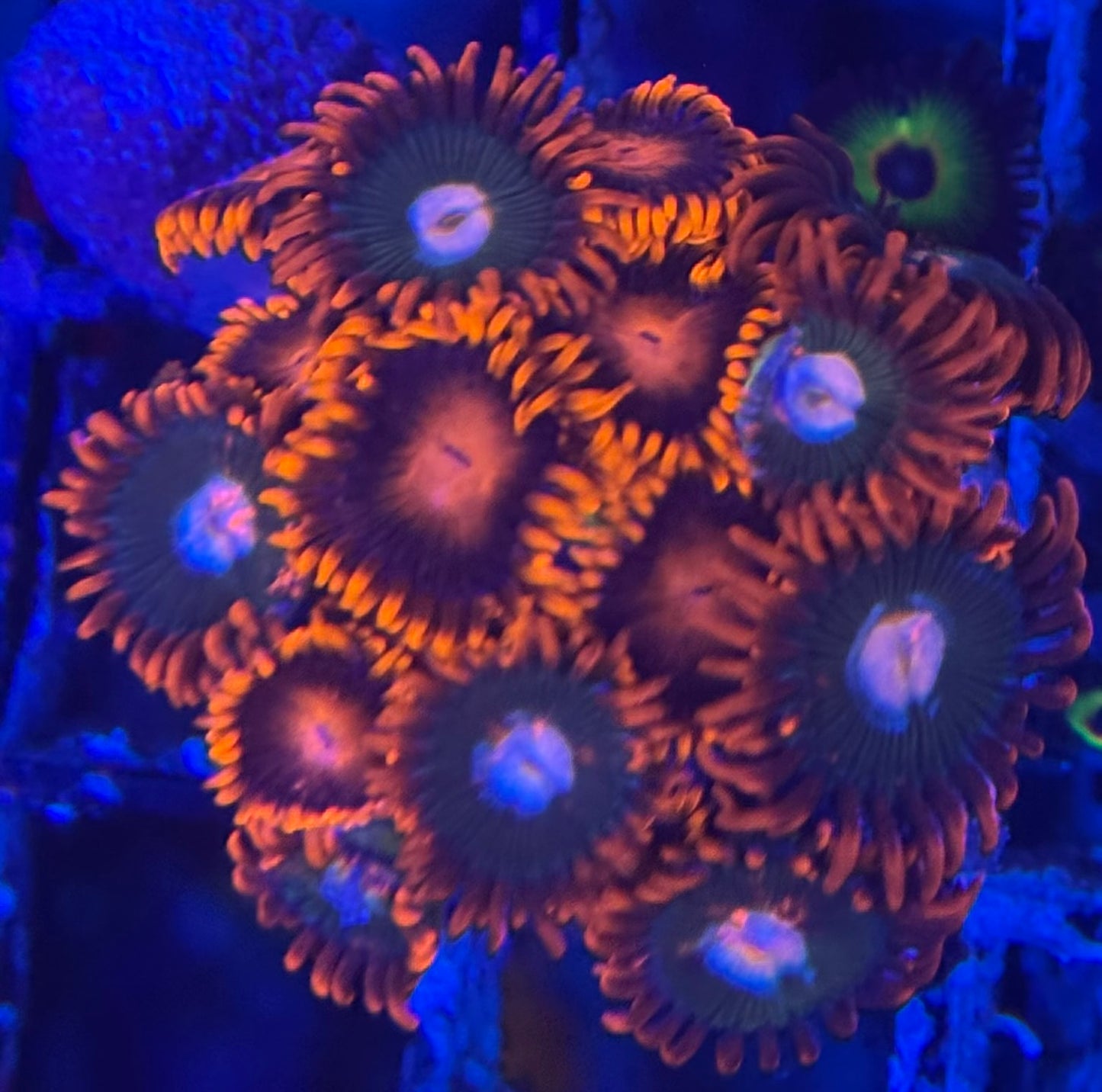 HD Gatorades + Bam Bams Zoas - 15+ Polyps! - WYSIWYG