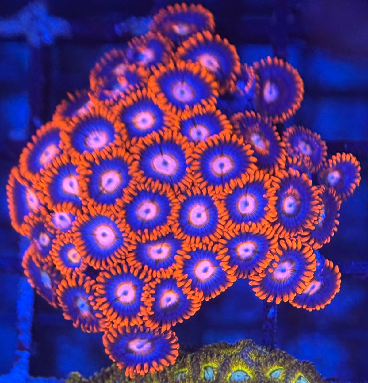 HD (ACI) Fire and Ice Zoas - 39+ Polyps