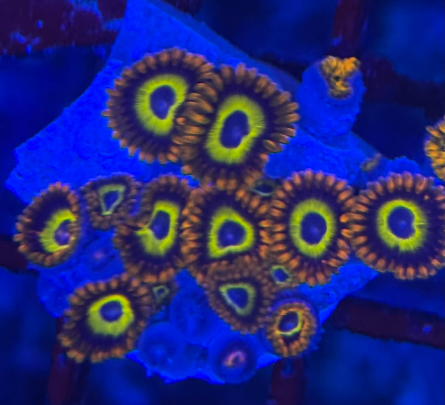 HD (ACI) Fruit Loops Zoas - 15+ Polyps! - WYSIWYG