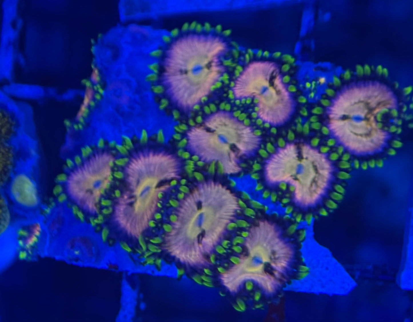 HD (ACI) Nirvana Zoas - 10+ Polyps! - WYSIWYG