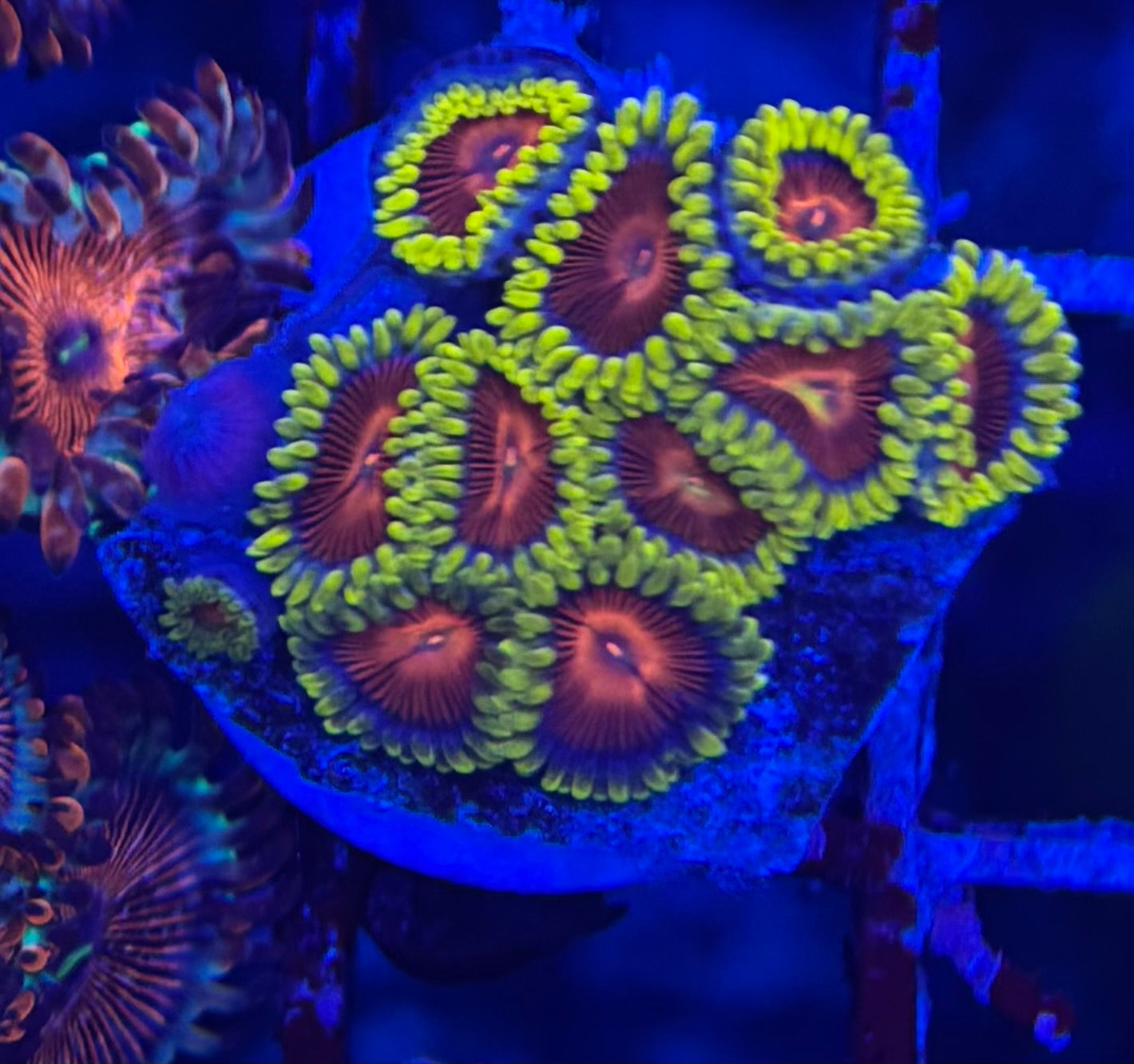 HD (CC) Spitfires Zoas- 11+ Polyps! - WYSIWYG