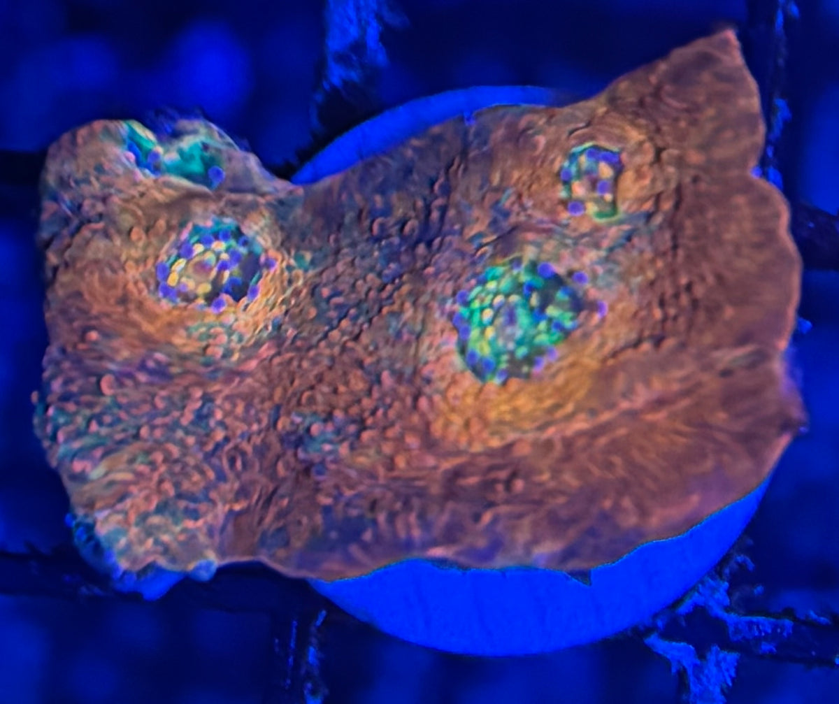 HD (ACI) Crazy Eyes Chalice
