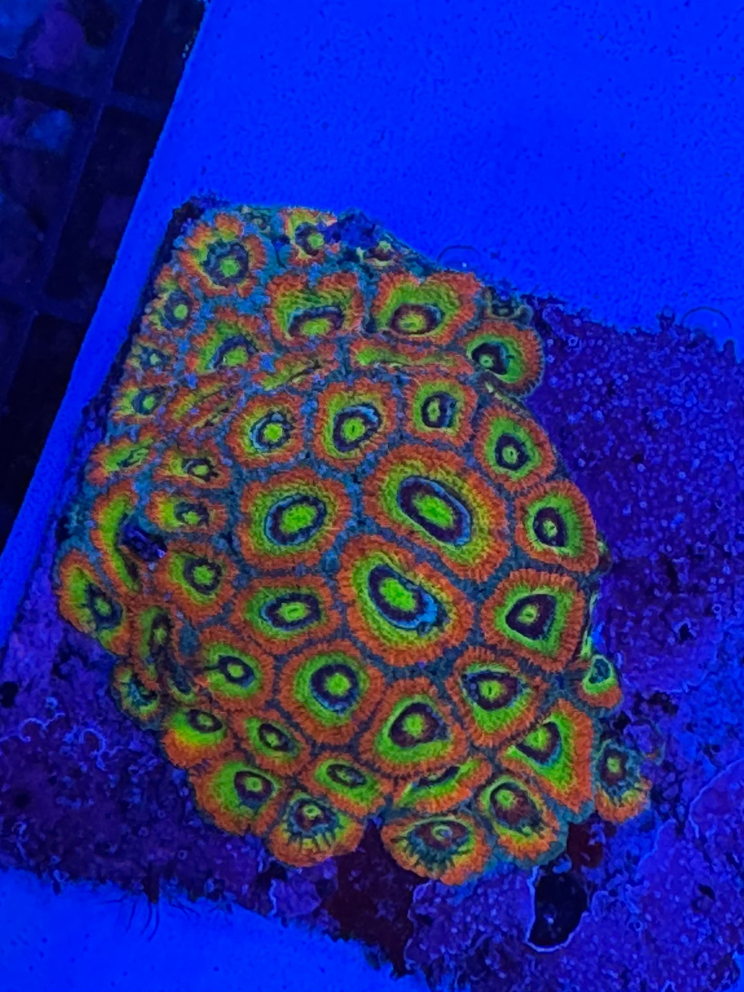 HD (ECC) Holy Grail Micromussa - Cut To Order Frags
