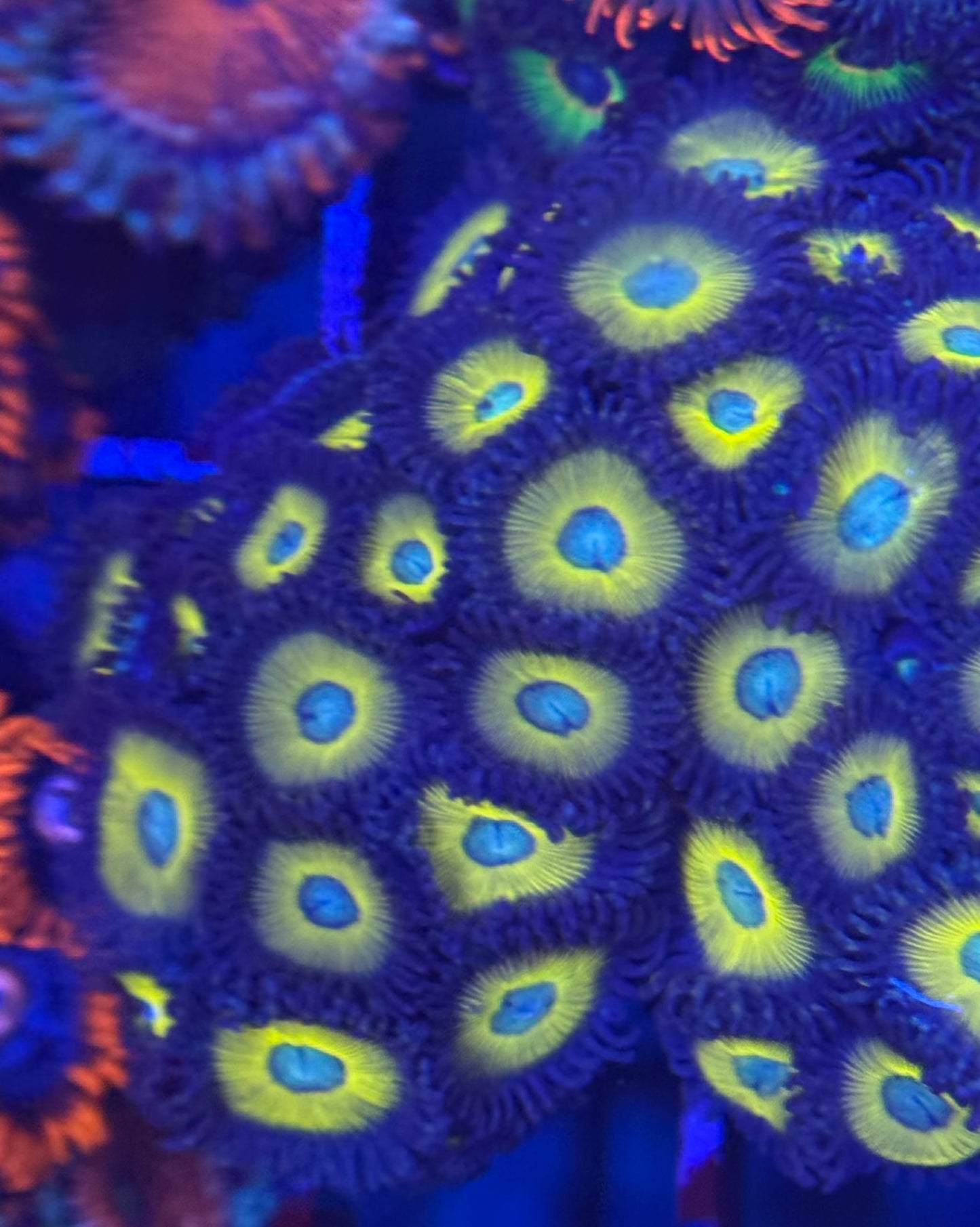 HD (ACI) Zombie Banana Zoas - 25+ Polyps! - WYSIWYG