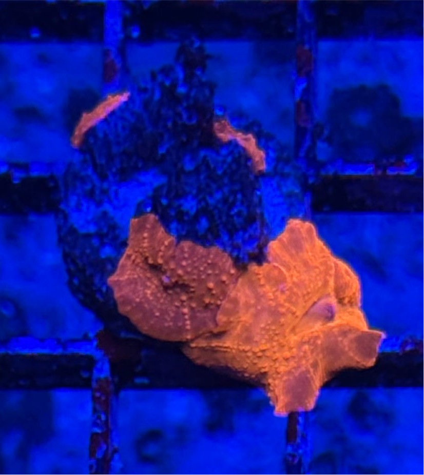 WYSIWYG - HD Iron Man Discosoma Mushrooms