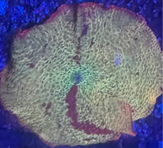HD OG Eclectus Shrooms - Cut To Order Frag