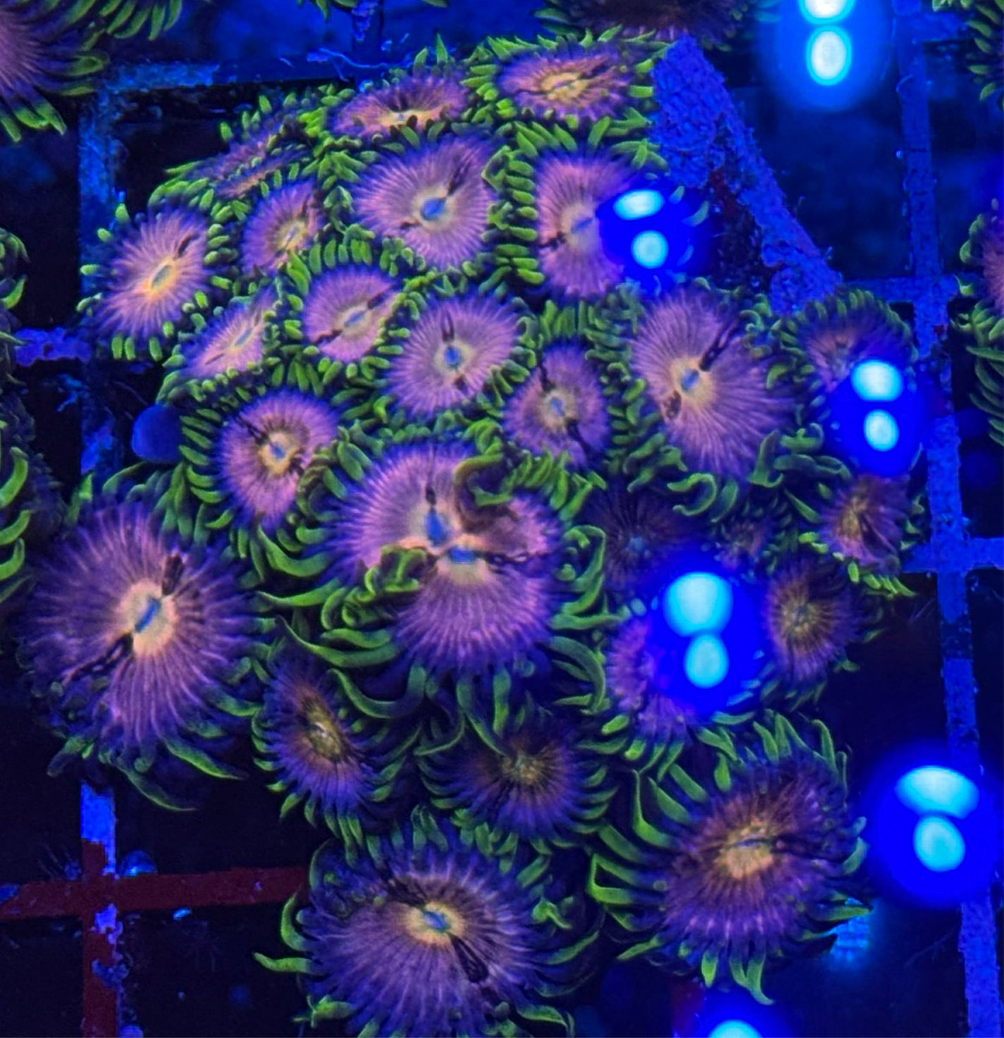 WYSIWYG - HD (ACI) Nirvana Zoas - 20+ Polyps