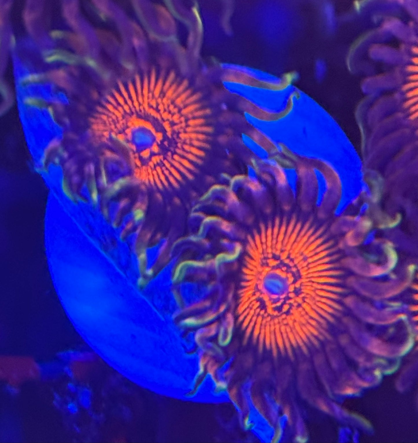 HD (ARC) Nightcrawler Zoas - WYSIWYG