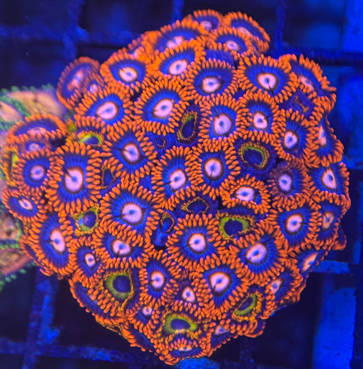 HD (ECC) Fire and Ice + Bob Marley Friends Zoas - 60+ Polyps