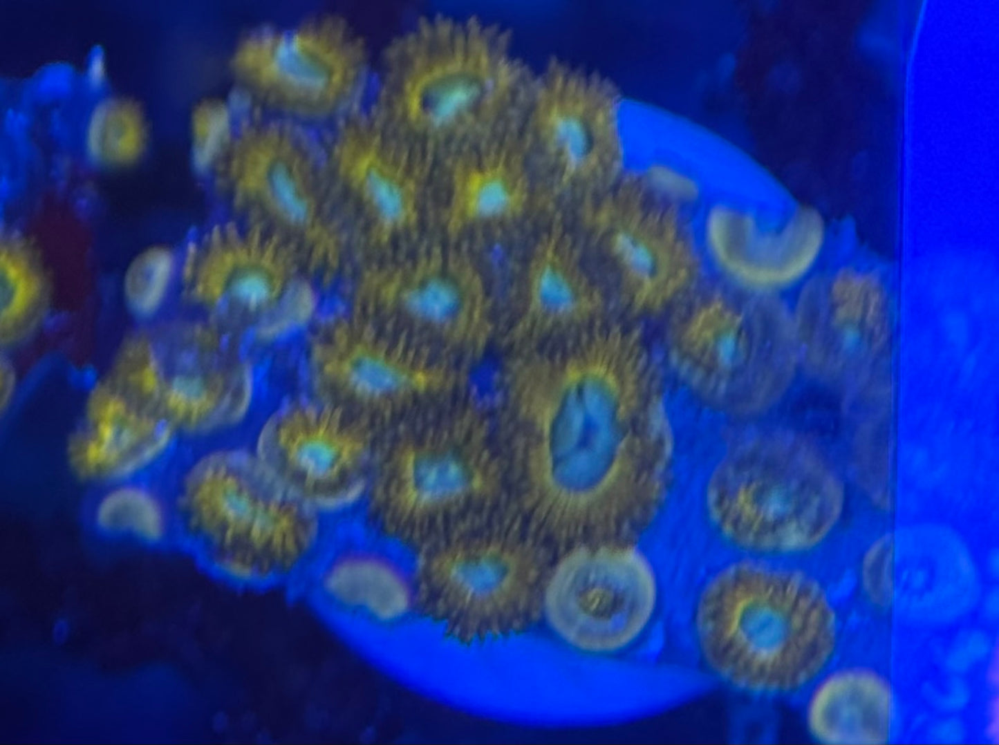 HD (ECC) Pikachu Zoas - 28+ Polyps! - WYSIWYG