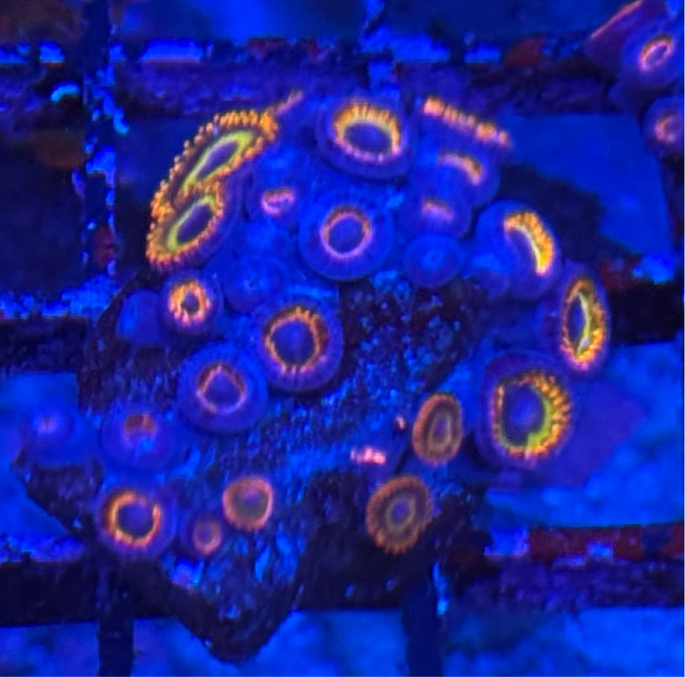 WYSIWYG - HD (ACI) Fruit Loops Zoas - 20+ Polyps
