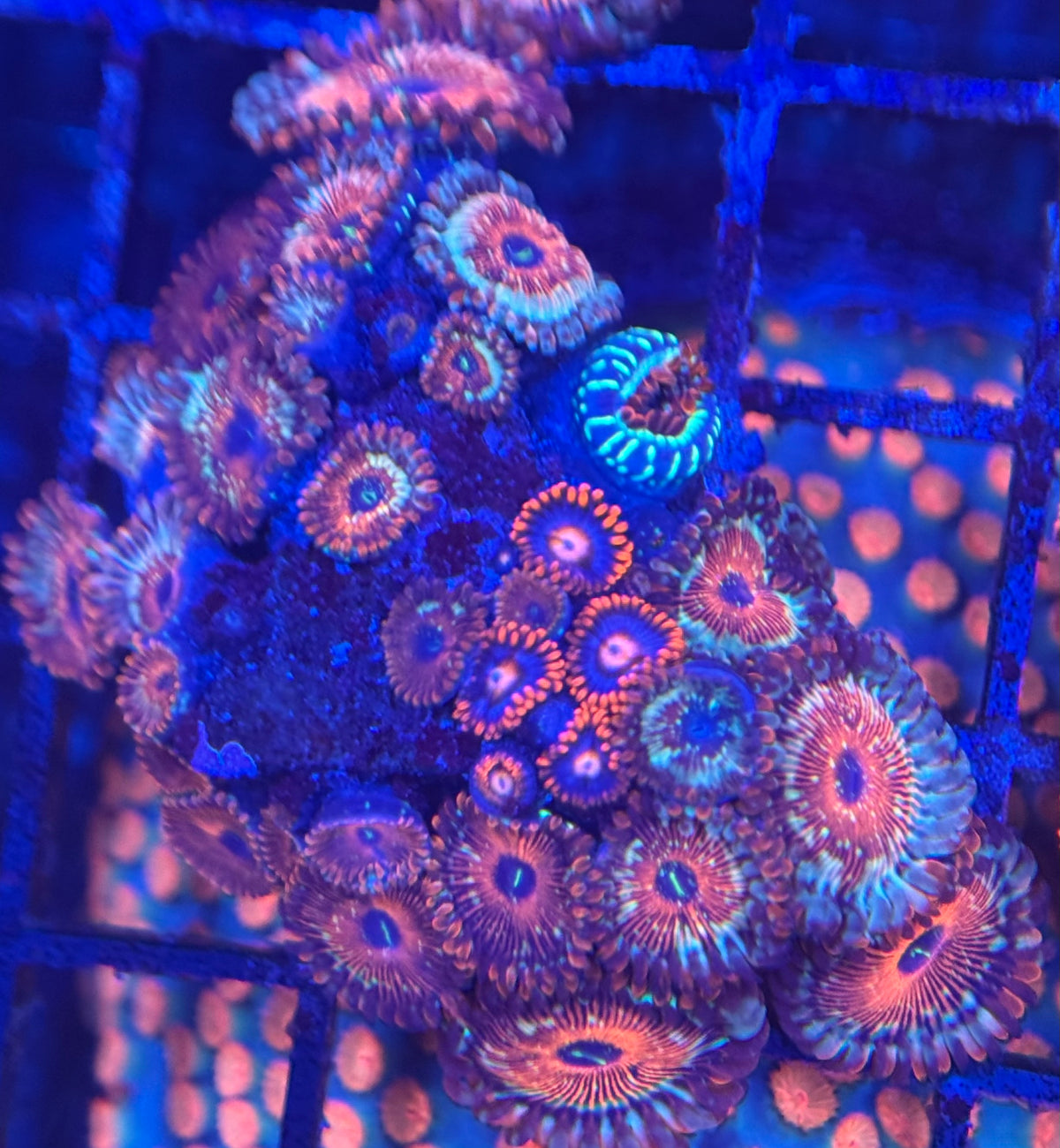 HD (ECC) OG Seduction + Fire and Ice Friends Zoas - 30+ Polyps