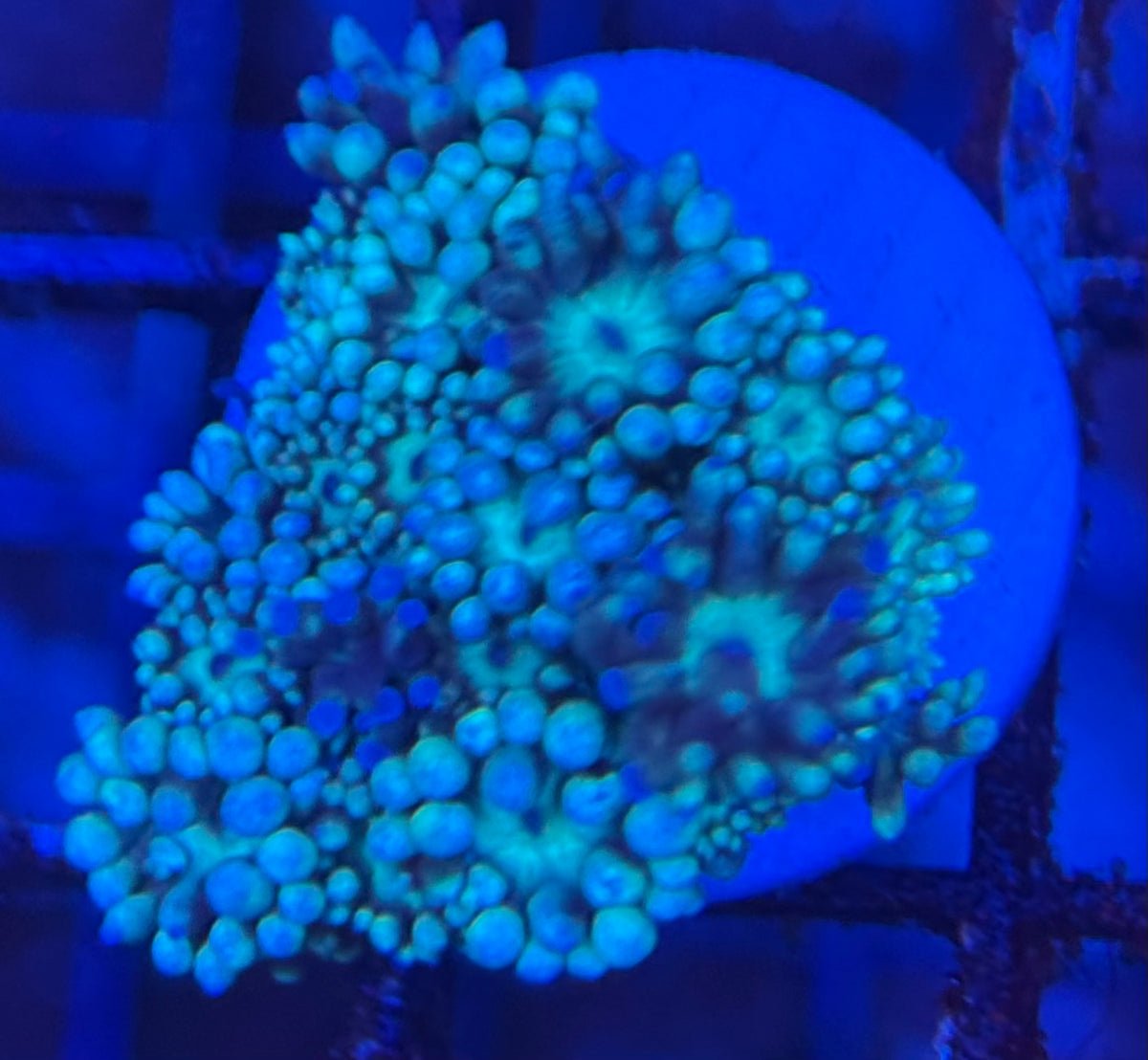 HD (TCK) Teal Goni