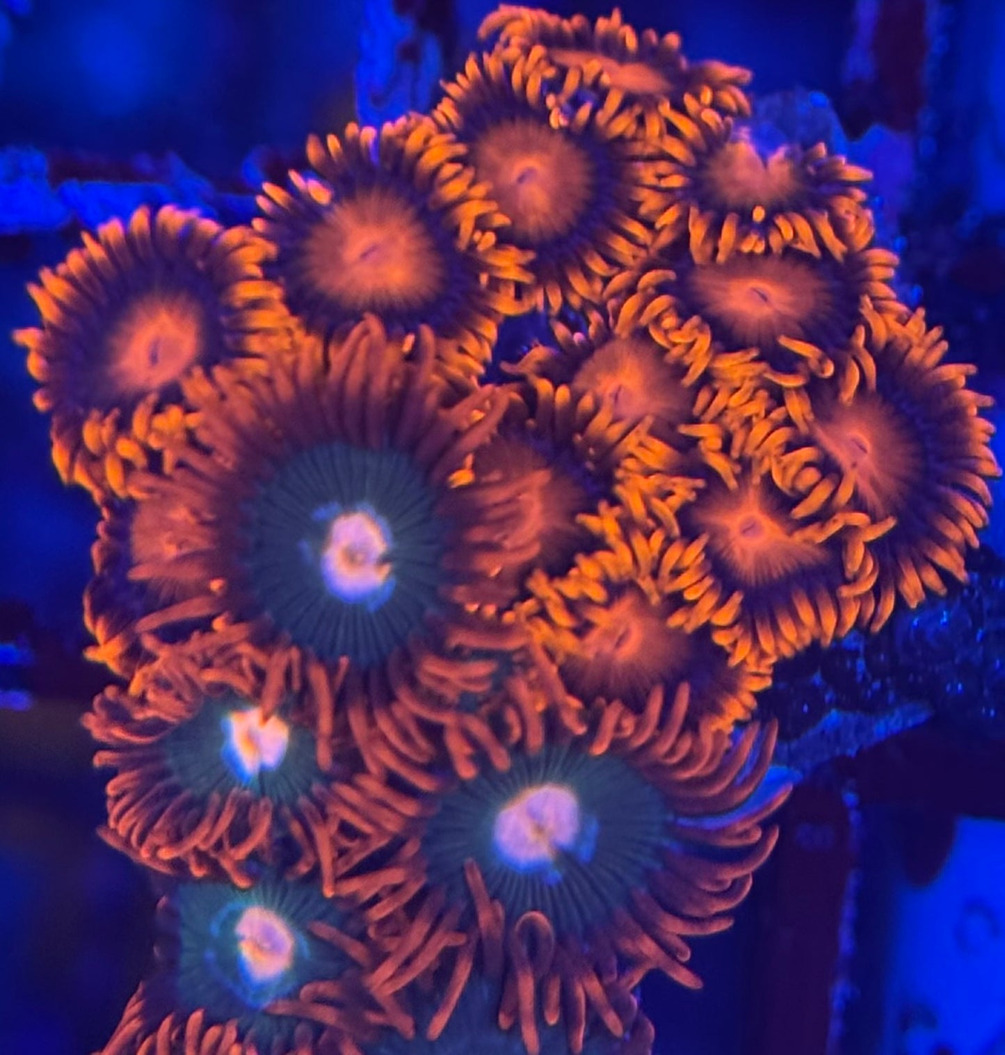 HD Gatorades + Bam Bams Zoas - 17+ Polyps! - WYSIWYG