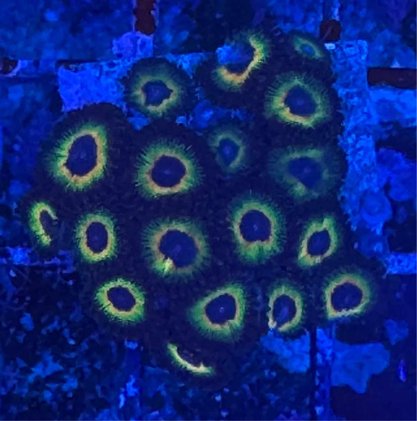 WYSIWYG - HD Bob Marley Zoas - 18+ Polyps