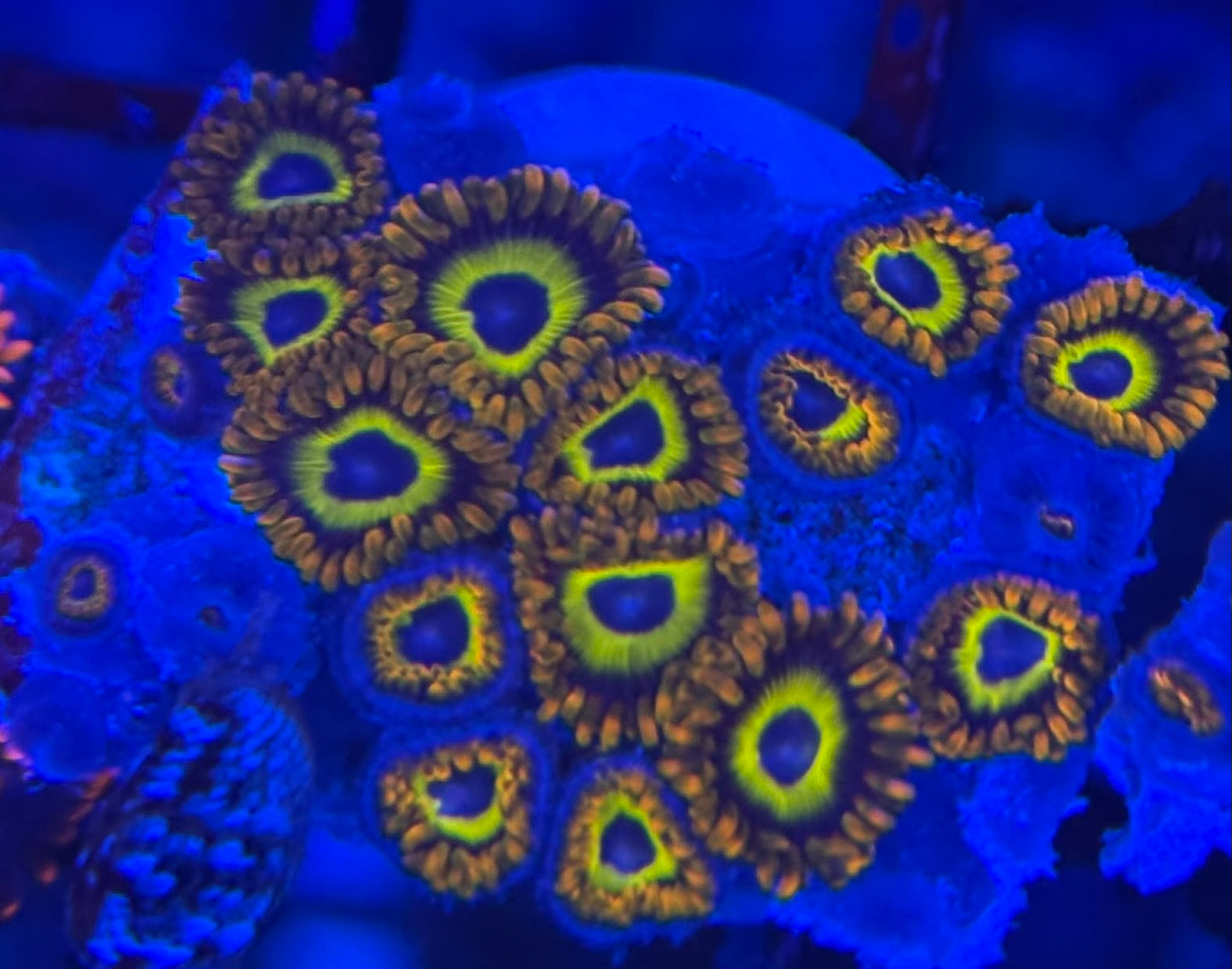 HD (ACI) Fruit Loops Zoas - 18+ Polyps! - WYSIWYG