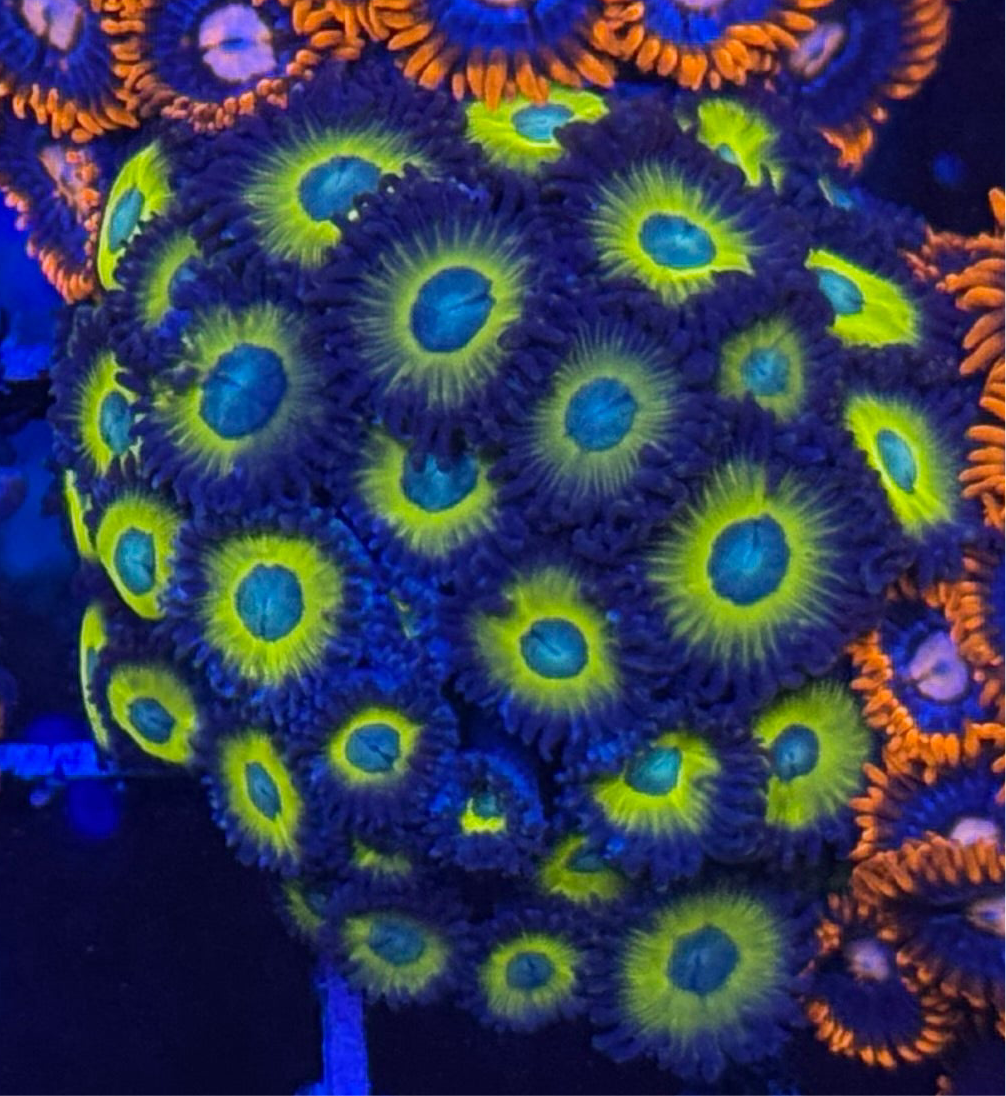 WYSIWYG - HD (ACI) Zombie Banana Zoas - 30 + Polyps