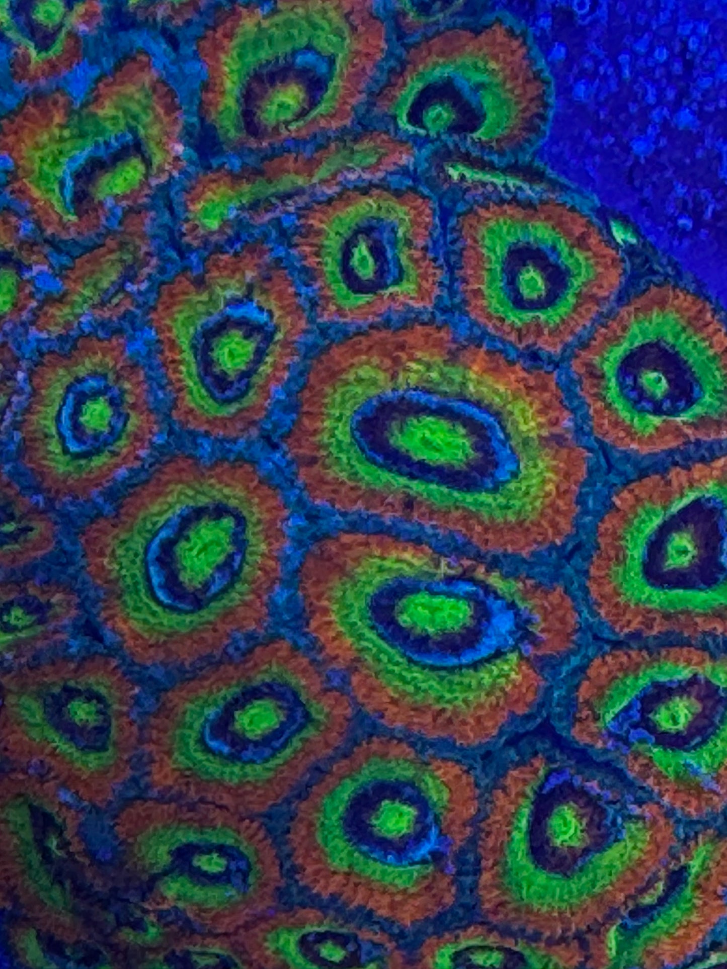 HD (ECC) Holy Grail Micromussa - Cut To Order Frags
