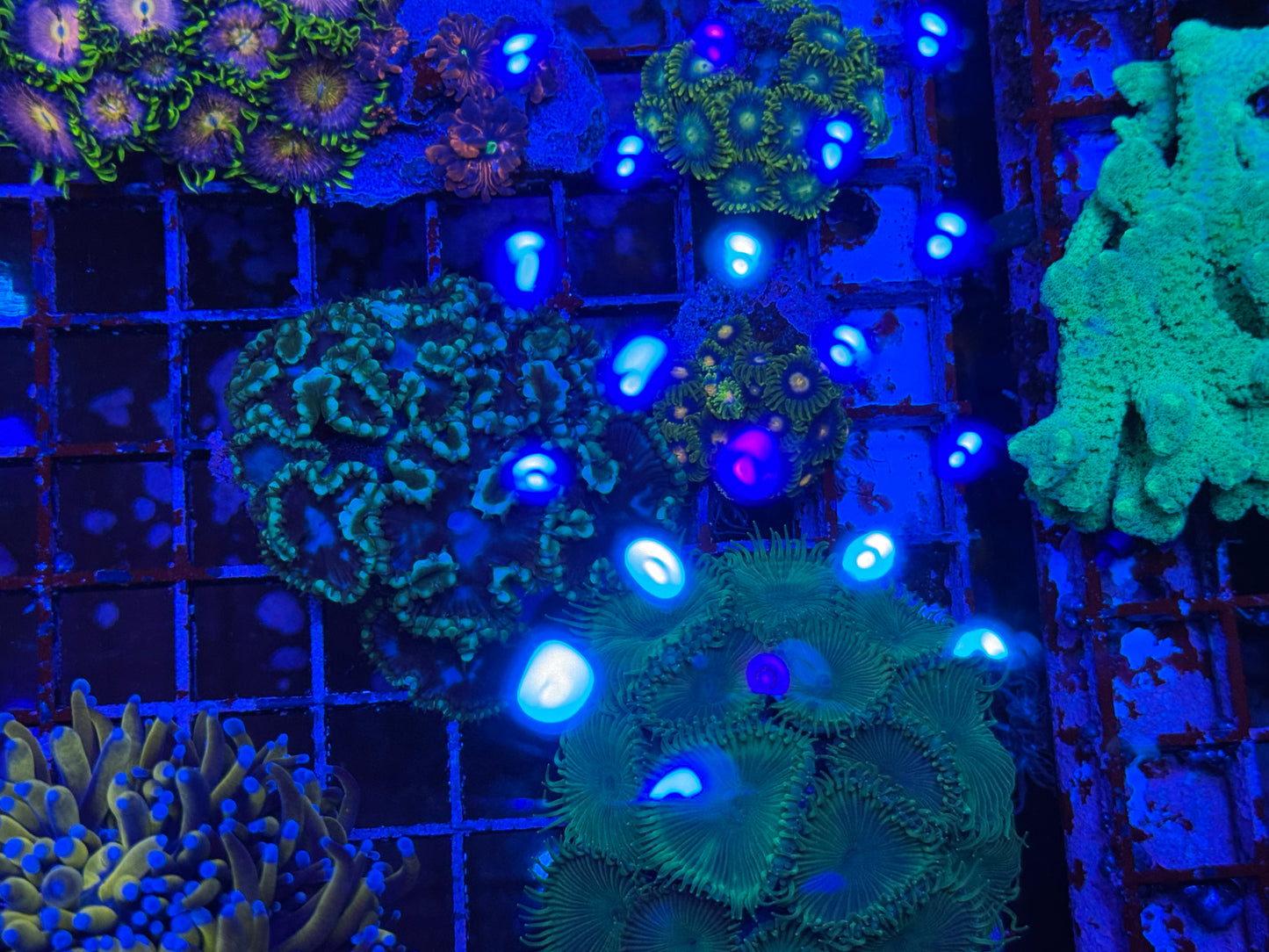 WYSIWYG - HD Unknown Zoas