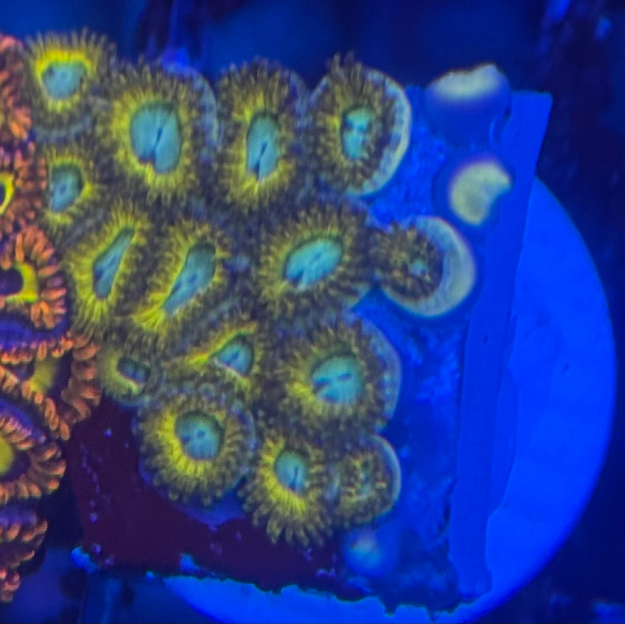 HD (ECC) Pikachu Zoas - 16+ Polyps! - WYSIWYG