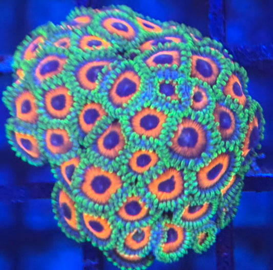 HD (ACI) Orange Sherbert Zoas - 40+ Polyps
