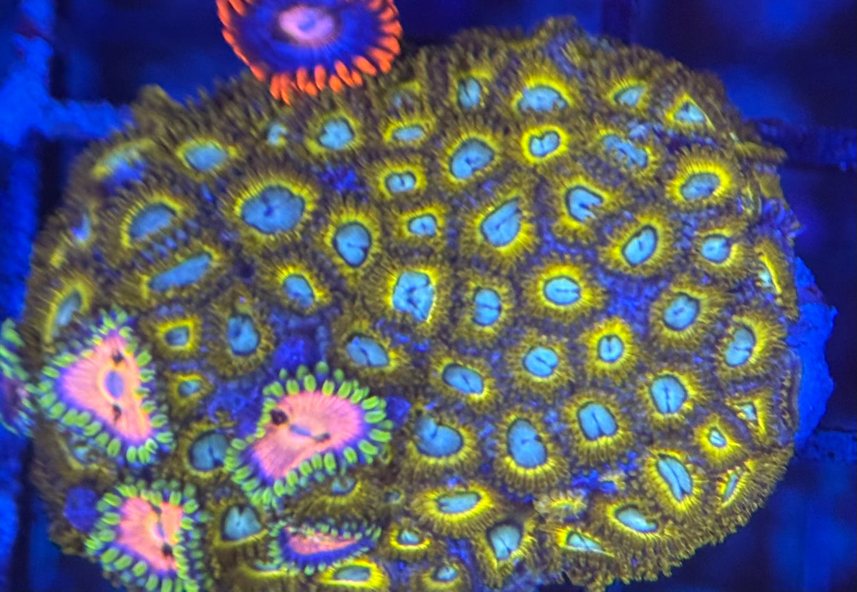 HD (ECC) Pikachus + Nirvana Friends Zoas - 70+ Polyps