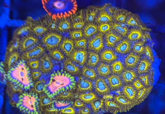 HD (ECC) Pikachus + Nirvana Friends Zoas - 70+ Polyps