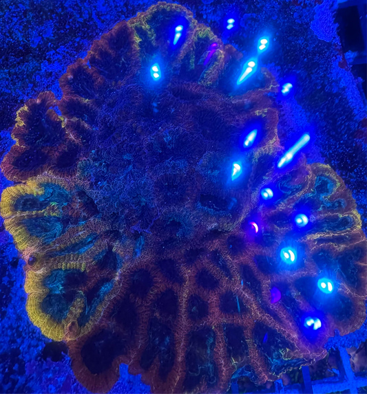 HD (CC) Full Tilt Favia - Cut To Order Frags